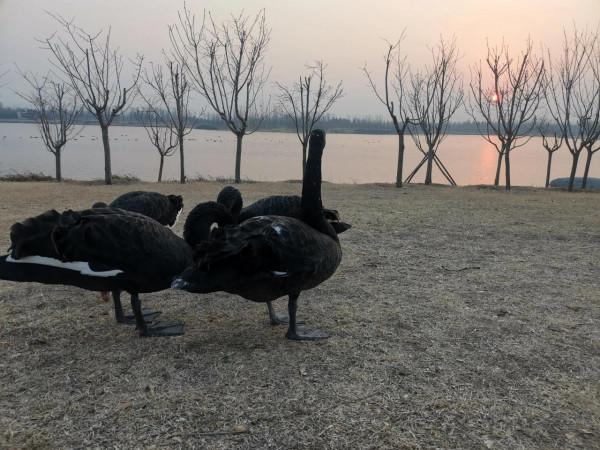 首次飛來的黑天鵝一點也不怕人 首次飛來的黑天鵝一點也不怕人
