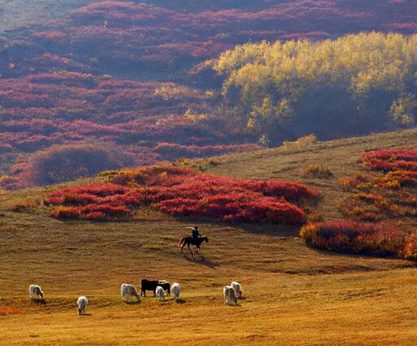 開往“中國最美秋天”6條自駕路線,條條都是NO.1,沿途美成天堂 開往“中國最美秋天”6條自駕路線,條條都是NO.1,沿途美成天堂