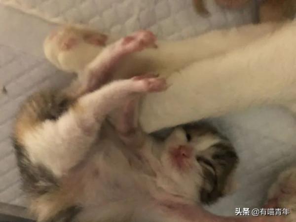 “喜當爹!好傢伙生了8只小奶貓!” “喜當爹!好傢伙生了8只小奶貓!”