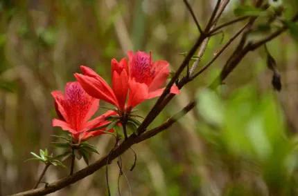 分享——杜鵑花