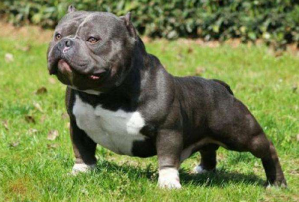 “有攻擊性”的7種狗狗，不適合家養，脾氣很暴躁