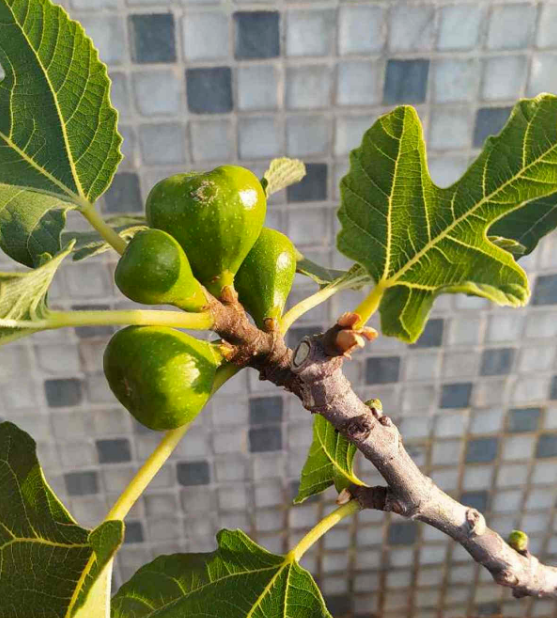 無花果不愁不會挑,簡單3招,店老闆都直呼內行 無花果不愁不會挑,簡單3招,店老闆都直呼內行
