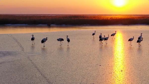 資料揭秘多樣性背後的秘密——鳥為啥越來越多