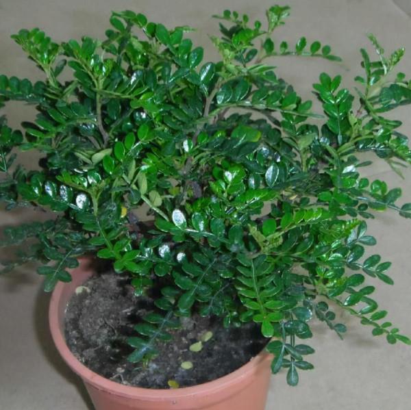 這“3種”香樹，家中養上1盆，香奈兒“5號”香水也比不過