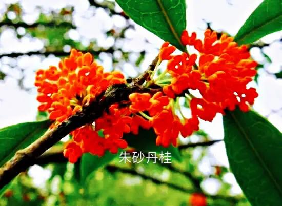 桂花品種分類（附：154個桂花培育品種分類表）