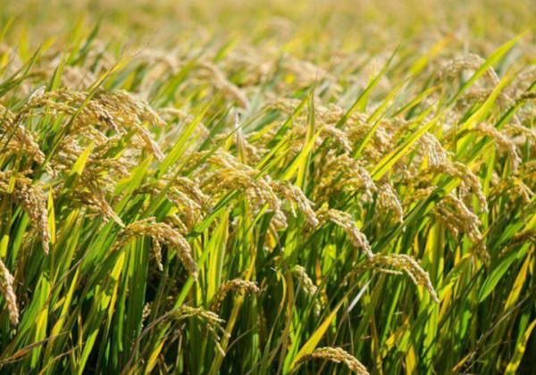 野生動物也會雜交，繁殖出的後代有多慘？動物雜交是否該被禁止？