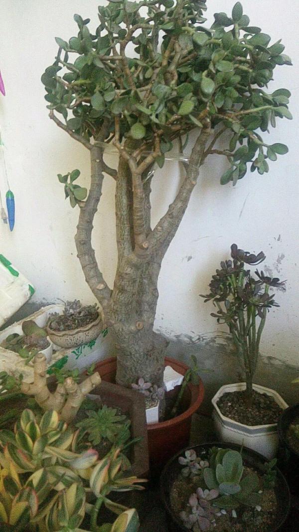 平時的“貴貨花”，路邊扔了一卡車，趕緊撿回家