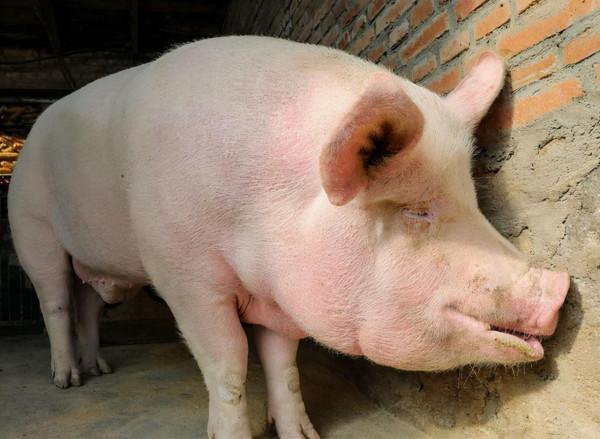 豬氣喘是什麼原因引起的？豬氣喘是什麼病？都總結在這了