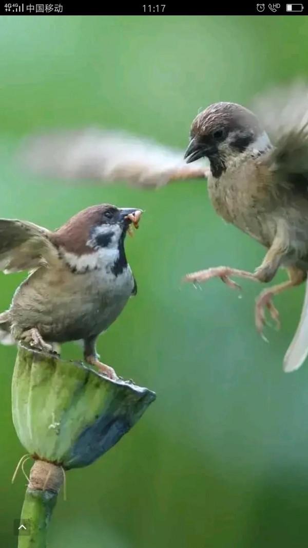 麻雀也是三級寶