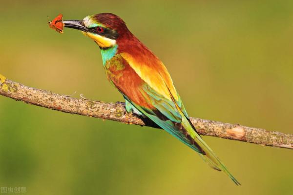 盔甲蟋蟀 敢吃鳥類 真不是一般的膽子大 盔甲蟋蟀 敢吃鳥類 真不是一般的膽子大