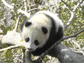 出沒於秦嶺的野生熊貓，是山中帶毛修行的真隱士