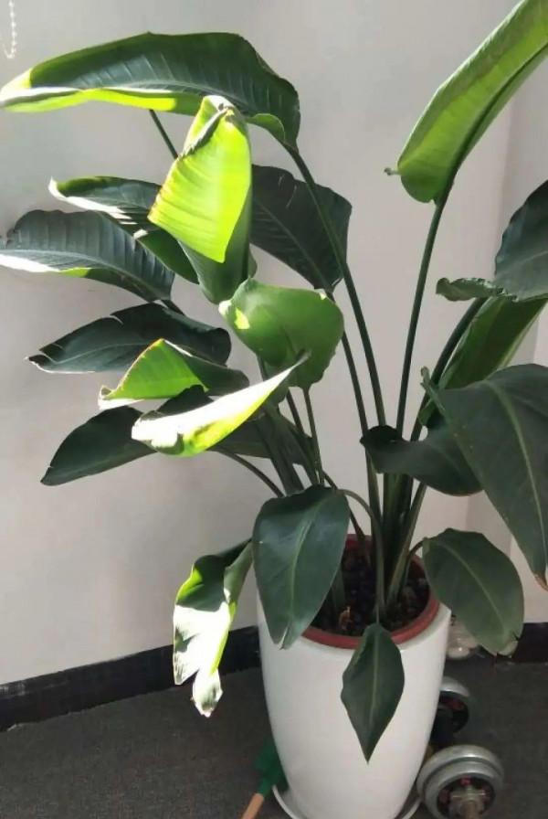 養花一直不開花，給他套個黑塑膠袋，花苞呼呼冒