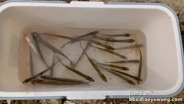 白刺手感太上頭，腥香酒米爆釣翹