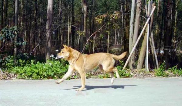 老家的小夥伴‘中華田園犬’ 老家的小夥伴‘中華田園犬’