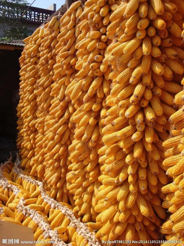 打卡第七十六天 清水辟穀減肥第六十九天 打卡第七十六天 清水辟穀減肥第六十九天