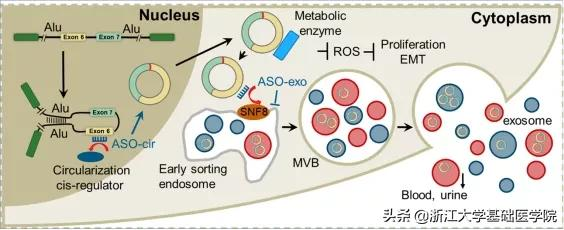 張紅河&sol;來茂德揭示結直腸癌細胞透過circRHOBTB3抑癌作用機制
