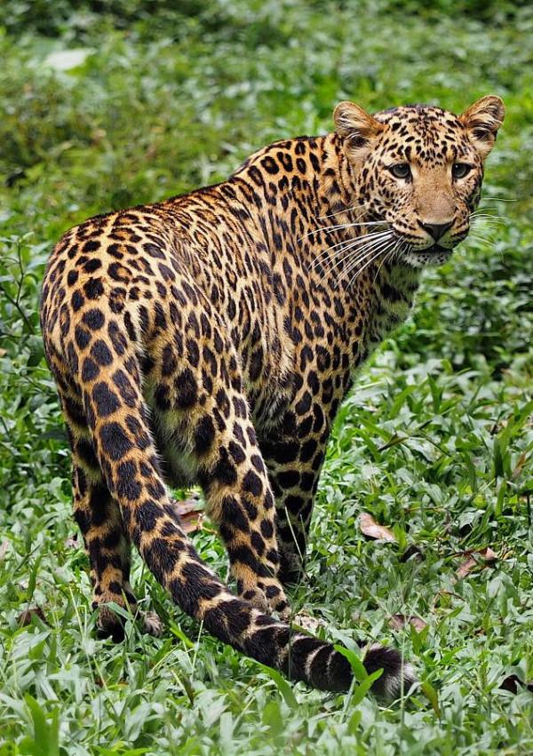 盤點世界上豹子的種類