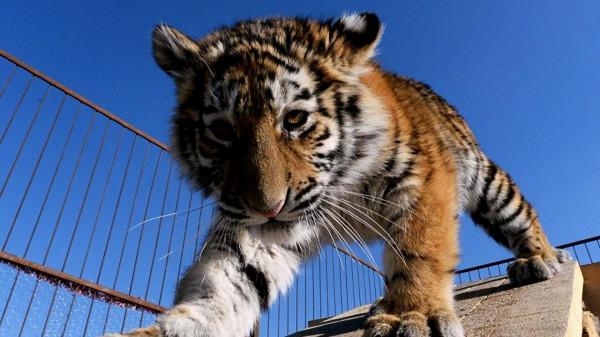 莫斯科州搜尋迷路的小老虎