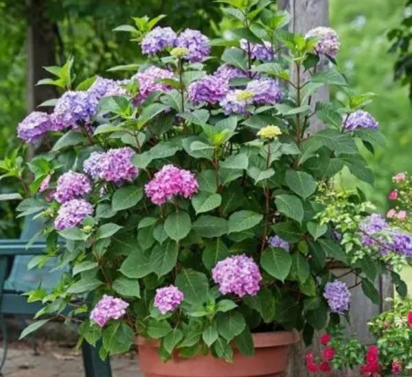 5種花會有“假死現象”，枝葉枯萎也別扔，還能再次生長開花