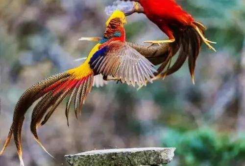 聊齋故事：王隱的富裕來自於懶惰