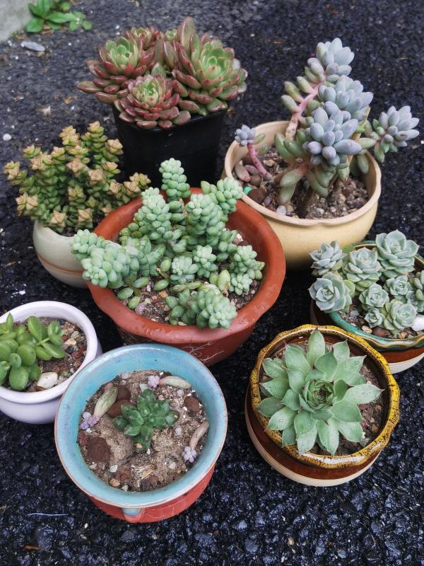 夏天超過30℃，再不給花降溫，全都熱死了