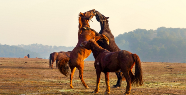 草原上馬群的故事:老馬王被驅逐,在暴雪夜引開狼群,凍死在河裡 草原上馬群的故事:老馬王被驅逐,在暴雪夜引開狼群,凍死在河裡