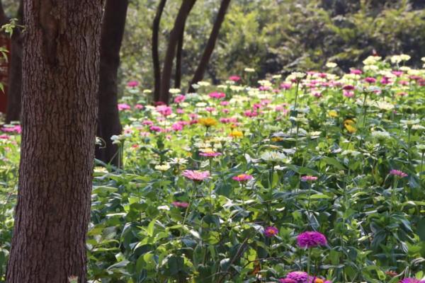 中秋去哪兒:粉黛染山頭,如煙似霞浪漫朦朧 中秋去哪兒:粉黛染山頭,如煙似霞浪漫朦朧