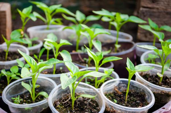 用個破油桶，陽臺種辣椒，一棵結8斤，沉得壓彎枝