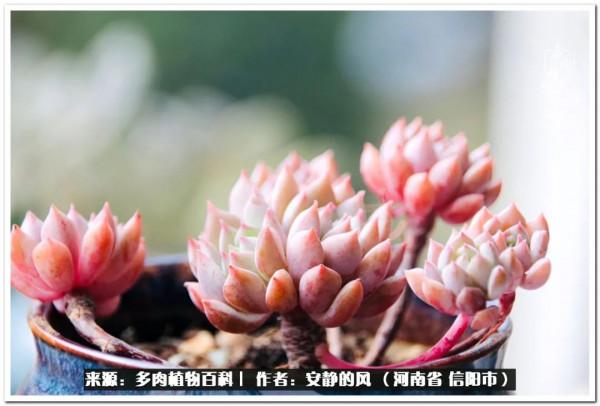 陽臺多肉黨的幸福生活 陽臺多肉黨的幸福生活