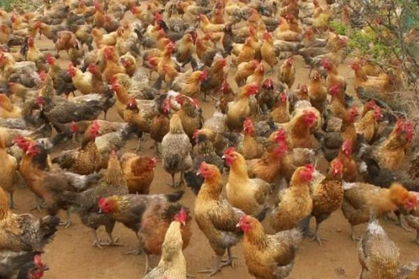 新手養雞如果養3000只散養雞的話有多少利潤，需要多大的地方？