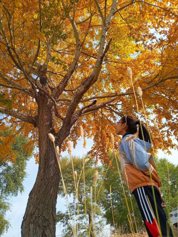 滿目金黃，又想壩上草原了（二）