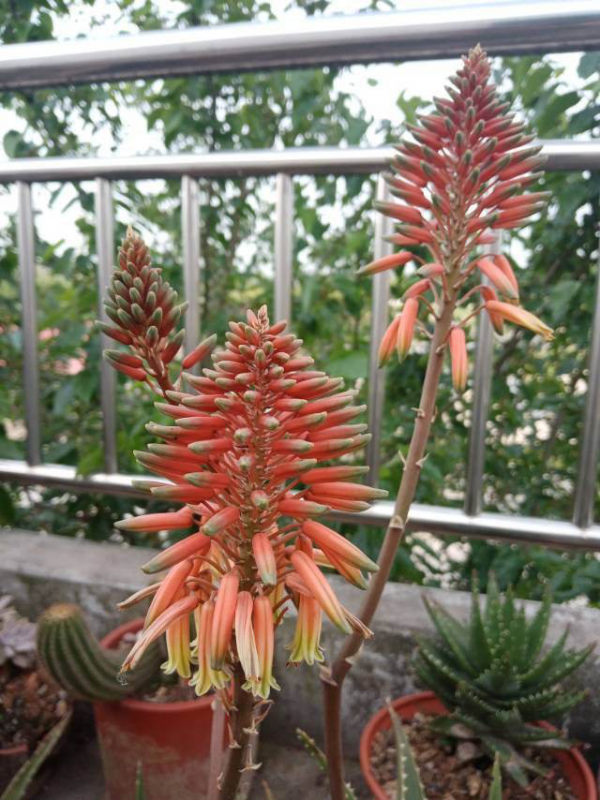 &OpenCurlyDoubleQuote;賤養&rdquo;才能開爆盆的植物，養的越精細，反而長得差