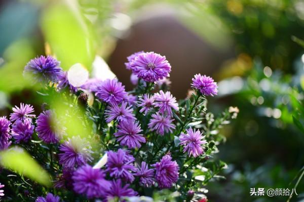 扶不起的荷蘭菊,還是趴著好了|園丁 扶不起的荷蘭菊,還是趴著好了|園丁