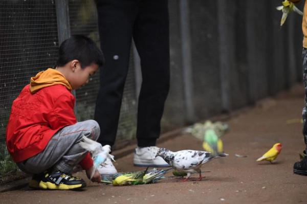 大興“熱帶雨林”精靈部落 萌娃萌寵零距離互動