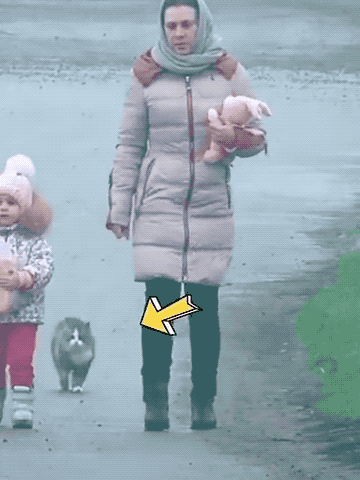 世界上只有兩種貓，俄羅斯的貓，和其他貓