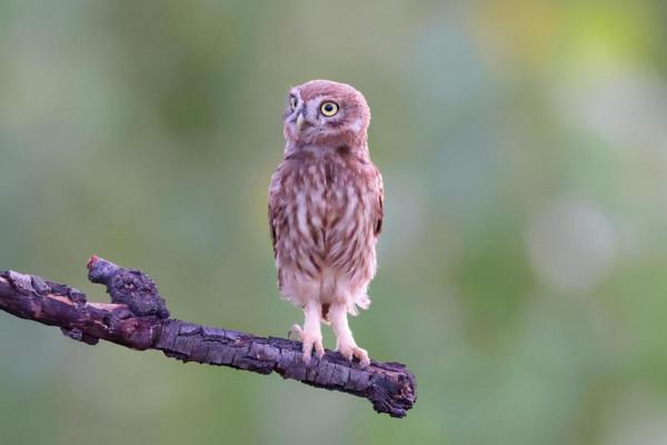 它是鳥嗎？新疆縱紋腹小鴞，萌呆啦