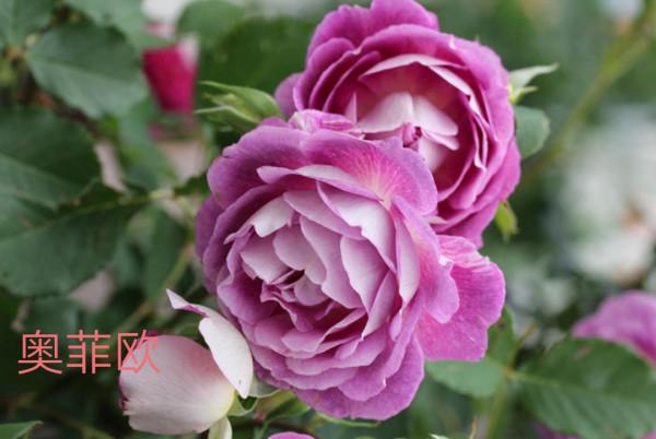 木村卓功及木村系列月季品種（4）