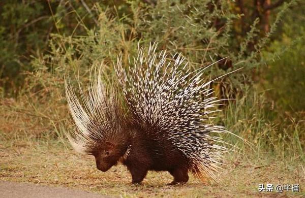 不同生物之間是如何相處的？物種間的相愛相殺：競爭、掠奪、共生