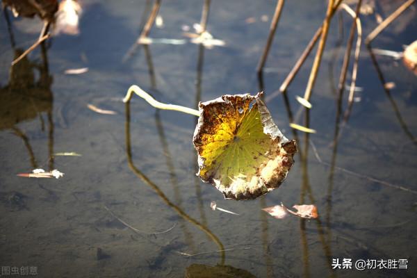 李清照秋荷，蓮子已成荷葉老，說不盡無窮好的，是百感交集的人生
