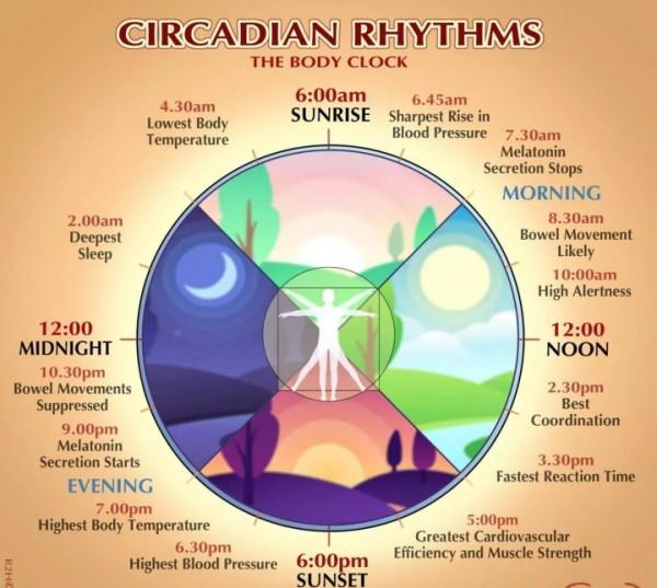 透過飲食來預防和改善紊亂的生物鐘