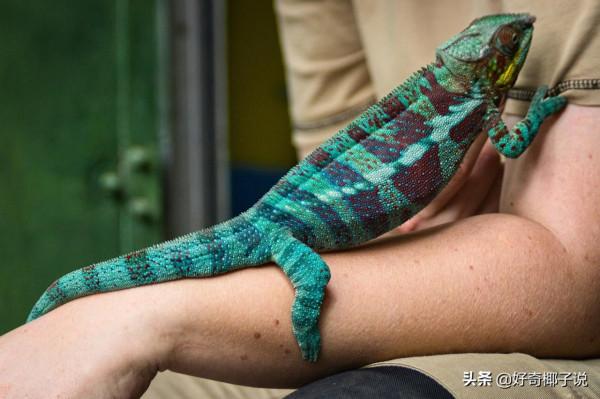 “換外套”的兔子,“會手工”的螃蟹,那些自然界的偽裝大師 “換外套”的兔子,“會手工”的螃蟹,那些自然界的偽裝大師