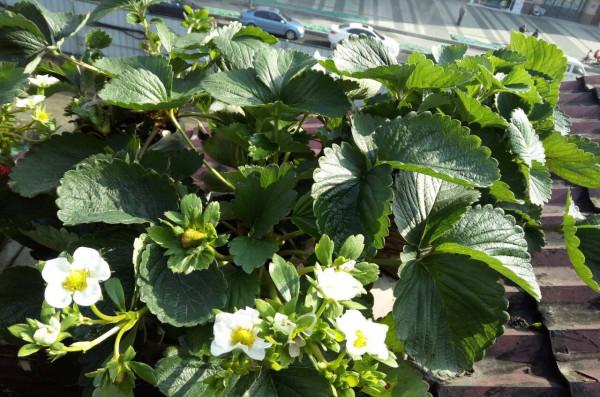 冬天如何在家種植草莓？做到2步，開花很多、碩果累累、漂亮美味