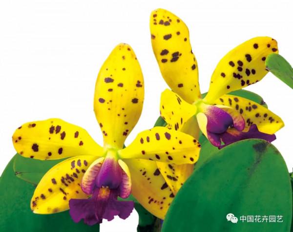 雍容華麗的卡特蘭 &vert; 新品