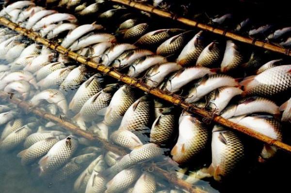 弓魚術&comma;很神奇也很殘忍，可讓魚離水活很長時間&comma;是你的話會用麼？