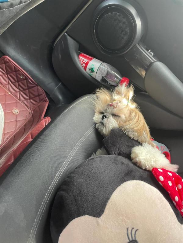 你們家的狗狗都怎麼睡覺呀