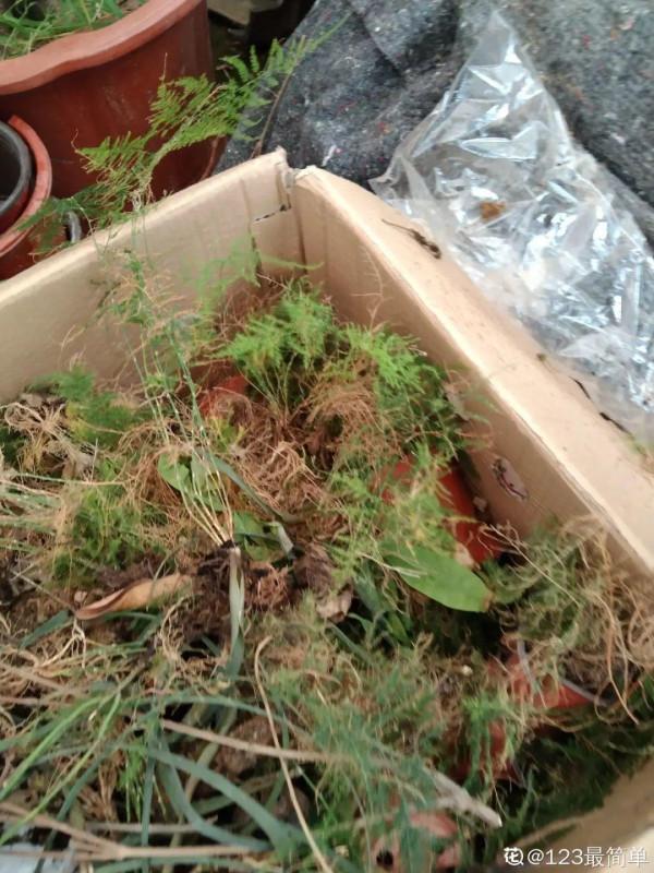 養花大棚倒閉,“貴貨花”路邊扔了一地,後悔沒帶個大麻袋 養花大棚倒閉,“貴貨花”路邊扔了一地,後悔沒帶個大麻袋
