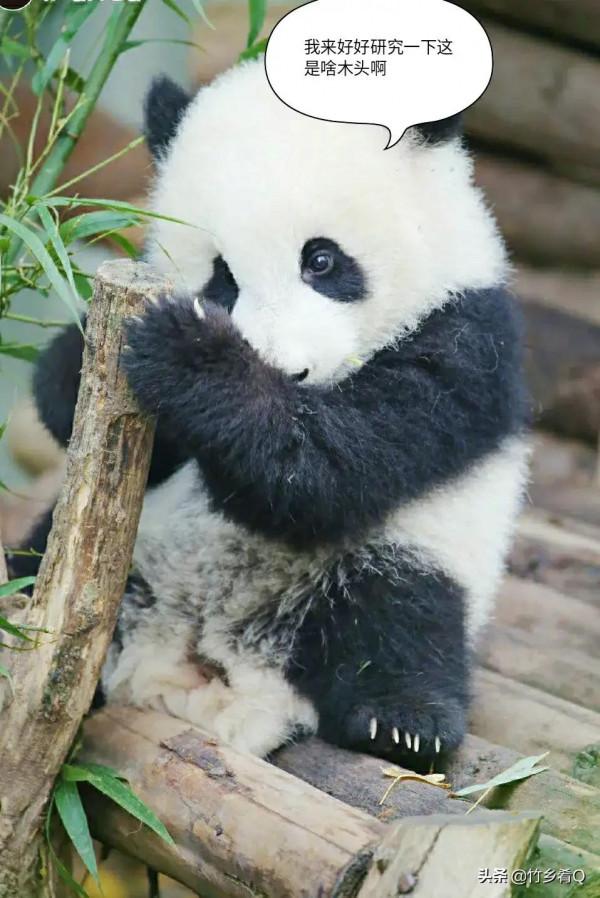 可愛又呆萌的國寶熊貓誰不喜歡