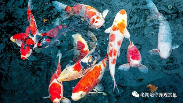 魚缸是否必須要加氣泵 魚缸是否必須要加氣泵