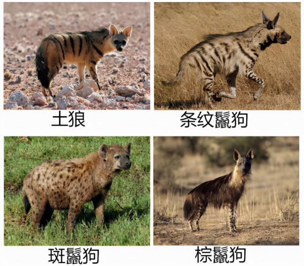 鬣狗愛乾淨?事實上關於鬣狗的這些傳聞都不真實,它們也不是犬科 鬣狗愛乾淨?事實上關於鬣狗的這些傳聞都不真實,它們也不是犬科