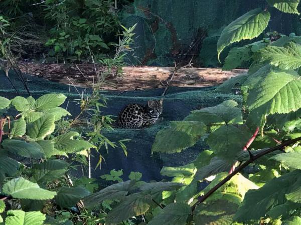 四川瓦屋山首次發現豹貓，和家貓有何不同，拿回家養得熟嗎？